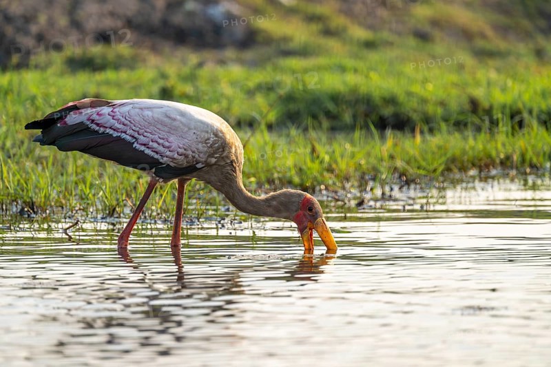 Glutton (Mycteria ibis) in the water foraging on the Chobe River, Ihaha, Chobe National Park, Botswana