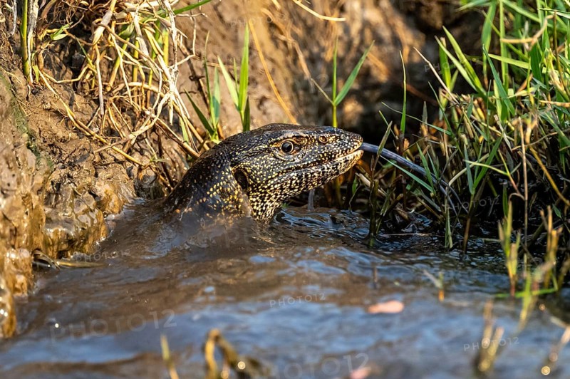 Nile monitor (Varanus niloticus) in the water, at the Chobe River, Ihaha, Chobe National Park, Botswana
