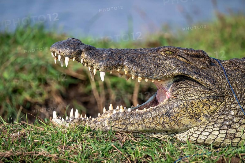 Open mouth, head and teeth, Nile crocodile (Crocodylus niloticus), Ihaha, Chobe National Park, Botswana