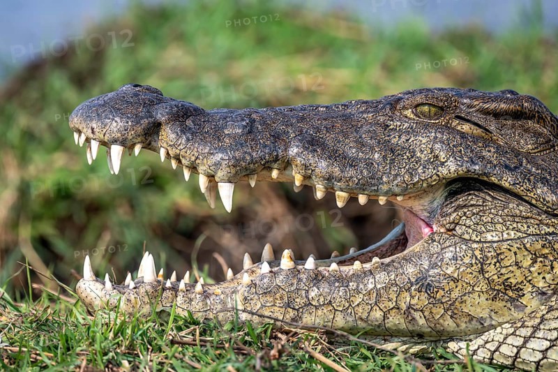 Open mouth, head and teeth, Nile crocodile (Crocodylus niloticus), detail, Ihaha, Chobe National Park, Botswana
