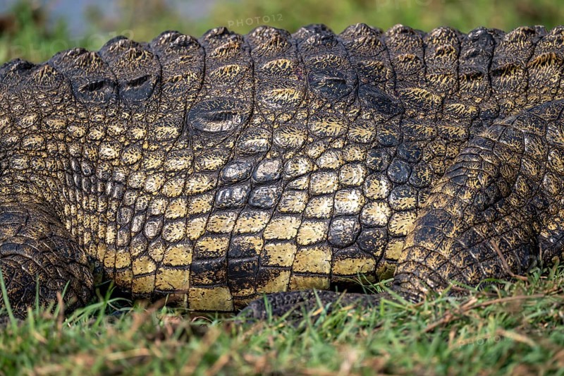 Nile crocodile (Crocodylus niloticus), detail of scales and skin, Ihaha, Chobe National Park, Botswana