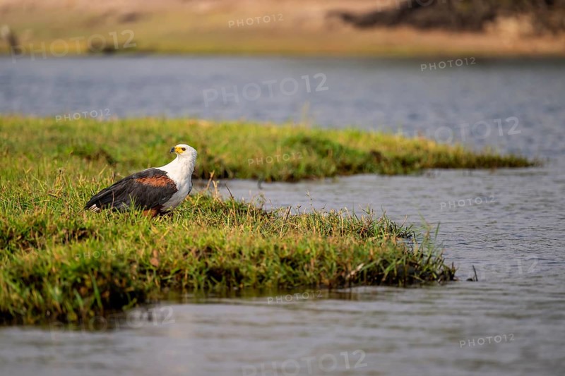 African fish eagle (Haliaeetus vocifer) on the Chobe River, Ihaha, Chobe National Park, Botswana