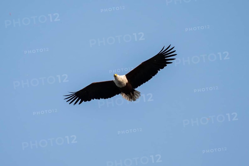 African fish eagle (Haliaeetus vocifer) in flight, Ihaha, Chobe National Park, Botswana