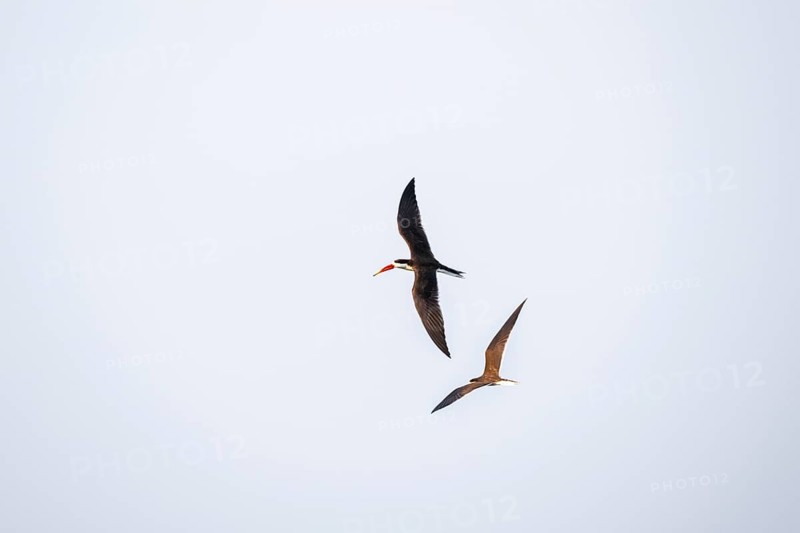 African Skimmer (Rynchops flavirostris), African Skimmer in flight, Ihaha, Chobe National Park, Botswana