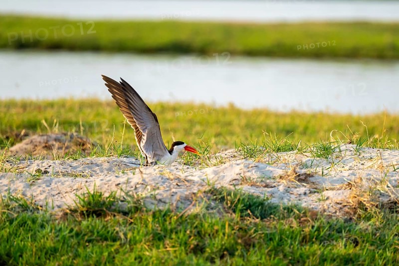 African Skimmer (Rynchops flavirostris), African Skimmer sitting on the bank, Ihaha, Chobe National Park, Botswana