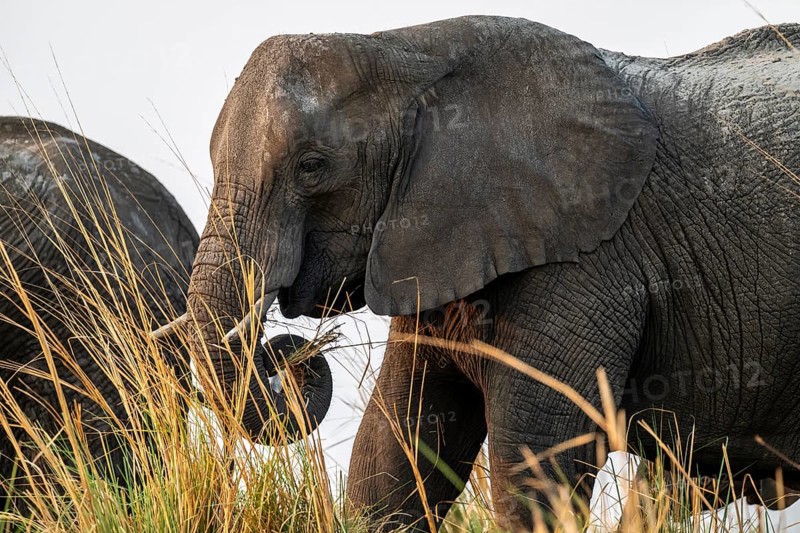 Animal portrait, African elephant (Loxodonta africana) feeding among grass, Ihaha, Chobe National Park, Botswana, Africa