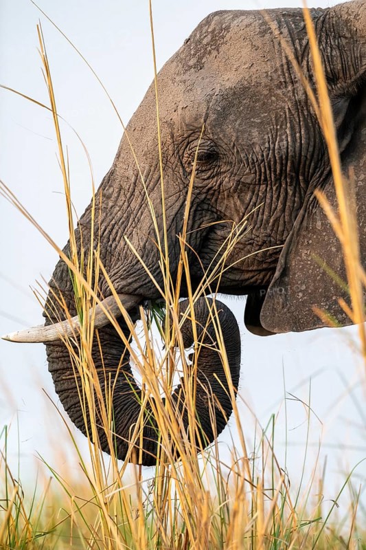 Animal portrait, African elephant (Loxodonta africana) feeding among grass, Ihaha, Chobe National Park, Botswana, Africa
