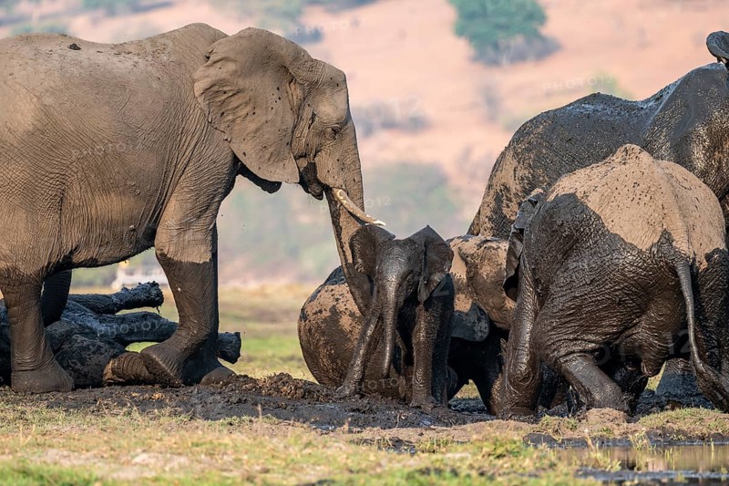 African elephant (Loxodonta africana) full of mud, herd with young animal, mud bath, Ihaha, Chobe National Park, Botswana