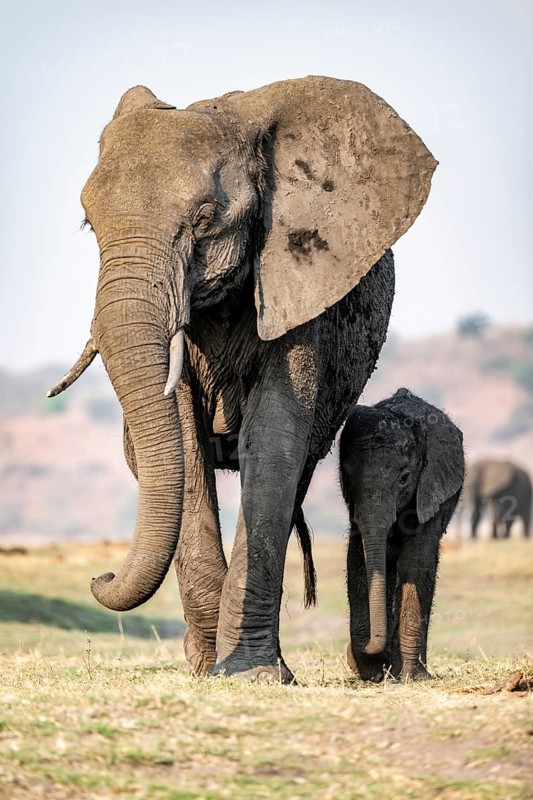 African elephant (Loxodonta africana), mother with young, Ihaha, Chobe National Park, Botswana