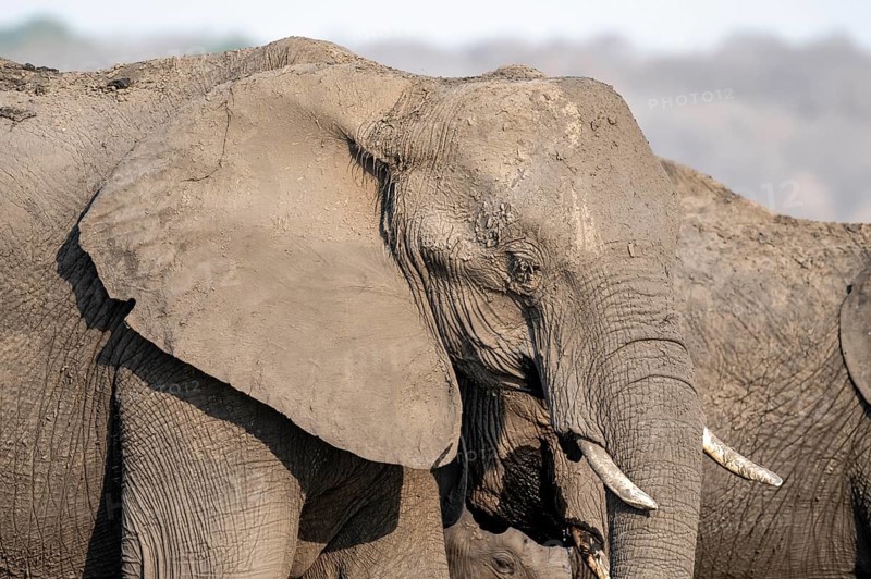 Animal portrait, African elephant (Loxodonta africana), Ihaha, Chobe National Park, Botswana, Africa