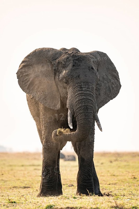 African elephant (Loxodonta africana) feeding on grass, Ihaha, Chobe National Park, Botswana