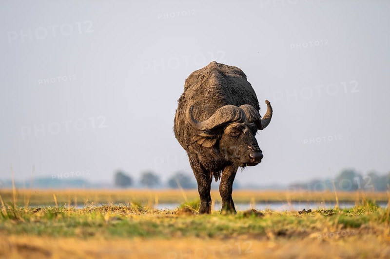 Single Cape buffalo (Syncerus caffer caffer) grazing, Ihaha, Chobe National Park, Botswana