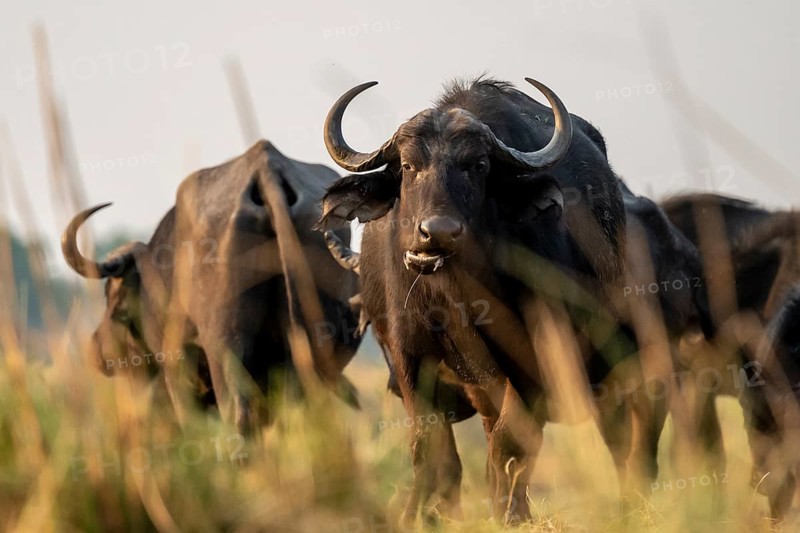 Cape buffalo (Syncerus caffer caffer) grazing, Ihaha, Chobe National Park, Botswana