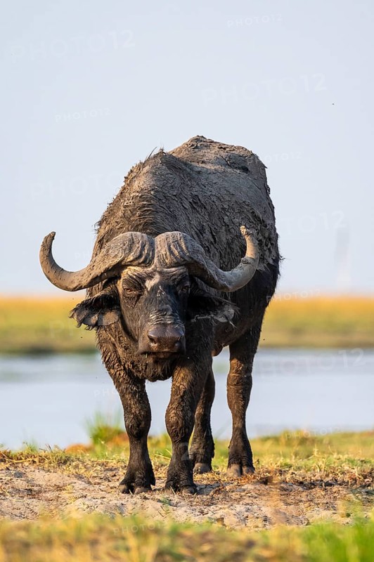 Cape buffalo (Syncerus caffer caffer) grazing, Ihaha, Chobe National Park, Botswana