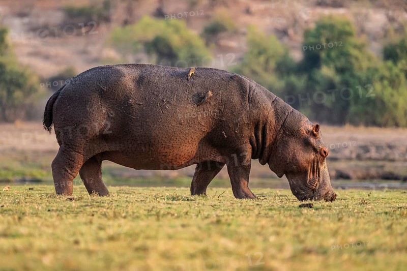 Hippopotamus (Hippopatamus amphibius) grazing, Chobe River, Ihaha, Chobe National Park, Botswana