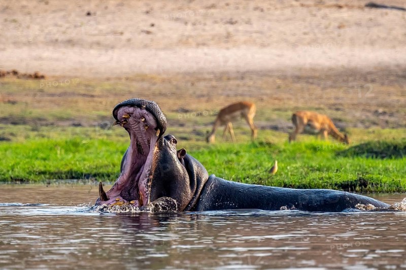 Hippopotamus (Hippopatamus amphibius) with open mouth, Chobe River, Ihaha, Chobe National Park, Botswana