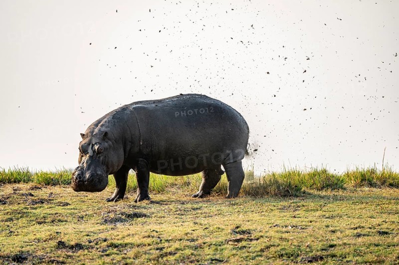 Funny, Hippopotamus (Hippopatamus amphibius) shits and splashes faeces in the air, Chobe River, Ihaha, Chobe National Park, Botswana