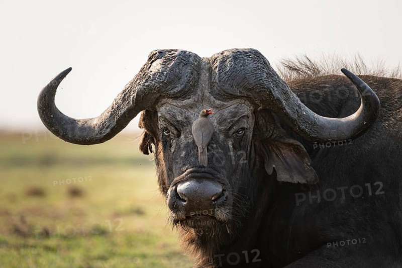 Epic animal portrait, Cape buffalo (Syncerus caffer caffer) with yellow-billed oxpecker (Buphagus africanus), Ihaha, Chobe National Park, Botswana