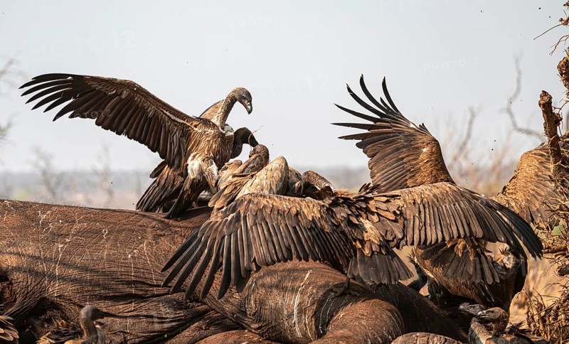 White-backed vultures (Gyps africanus) fighting over carrion, vultures feeding on the carcass of an elephant, Ihaha, Chobe National Park, Botswana