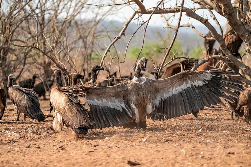 White-backed vulture (Gyps africanus), Ihaha, Chobe National Park, Botswana