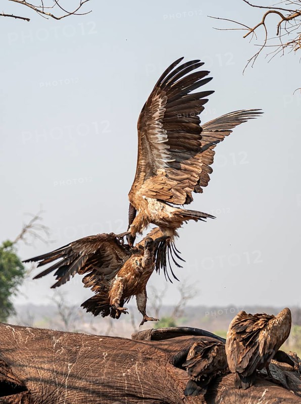 White-backed vultures (Gyps africanus) fighting over carrion, vultures feeding on the carcass of an elephant, Ihaha, Chobe National Park, Botswana