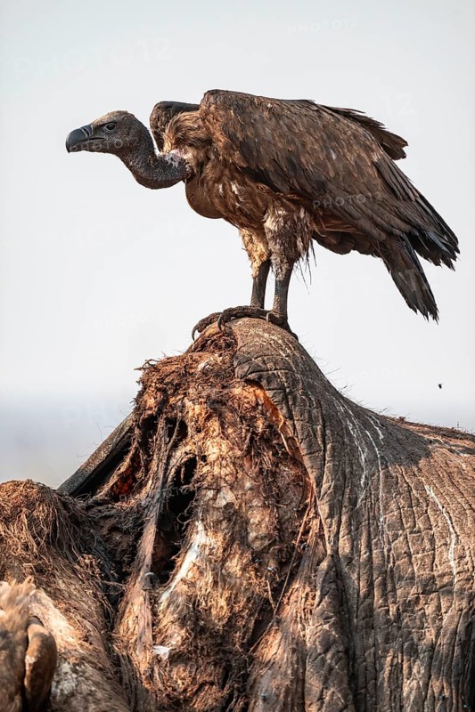 White-backed vulture (Gyps africanus), vulture feeding on the carcass of an elephant, Ihaha, Chobe National Park, Botswana