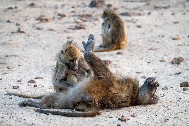 Bear baboons (Papio ursinus) grooming, delousing, Lustig, Ihaha, Chobe National Park, Botswana