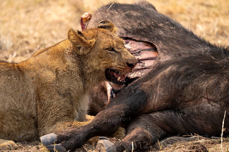 Kill, lion (Panthera leo) eating buffalo Xakanaxa, Moremi Game Reserve, Botswana