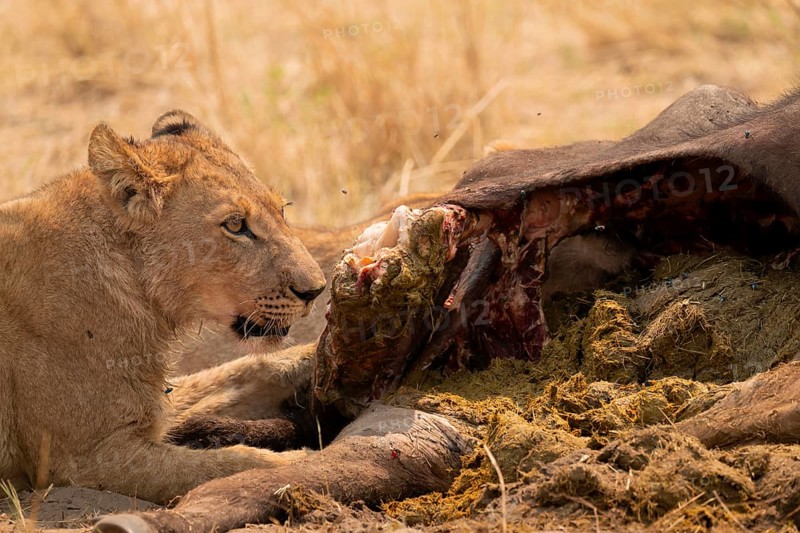 Kill, lion (Panthera leo) eating buffalo, Xakanaxa, Moremi Game Reserve, Botswana