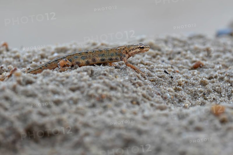 At dusk, the male pond newt (Lissotriton vulgaris) has left its daytime hiding place and goes hunting for invertebrates and other small animals, Denmark