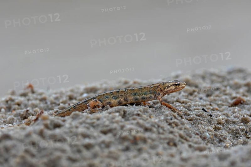 After the mating season, pond newts (Lissotriton vulgaris) leave the spawning waters and lead a secret life on land, Denmark