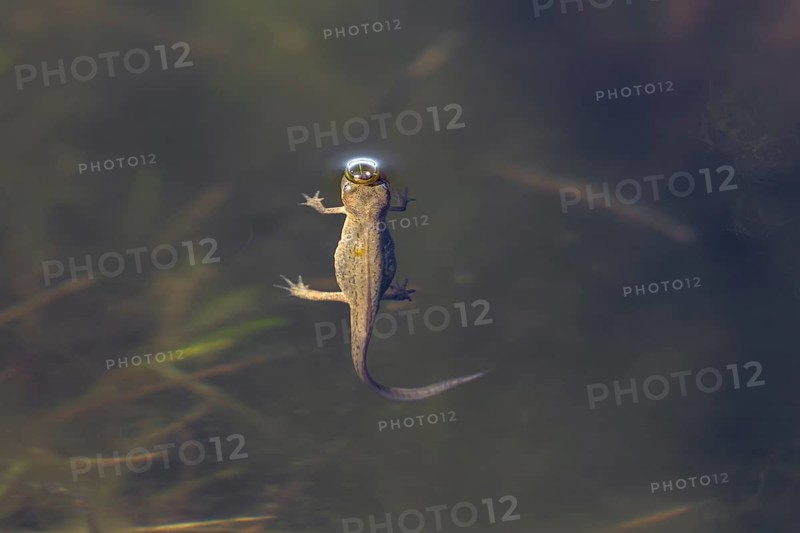 The female pond newt (Lissotriton vulgaris) quickly takes a breath at the surface of the water, then dives down again, breathes, Denmark