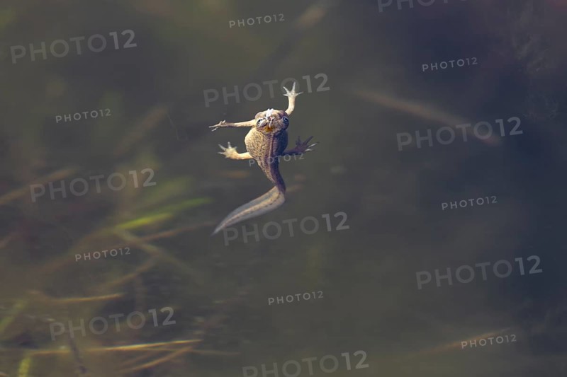 It would appear that the female pond newt (Lissotriton vulgaris) would eat the fly floating on the surface of the water, but in the end it rose to breathe, breathe, Denmark