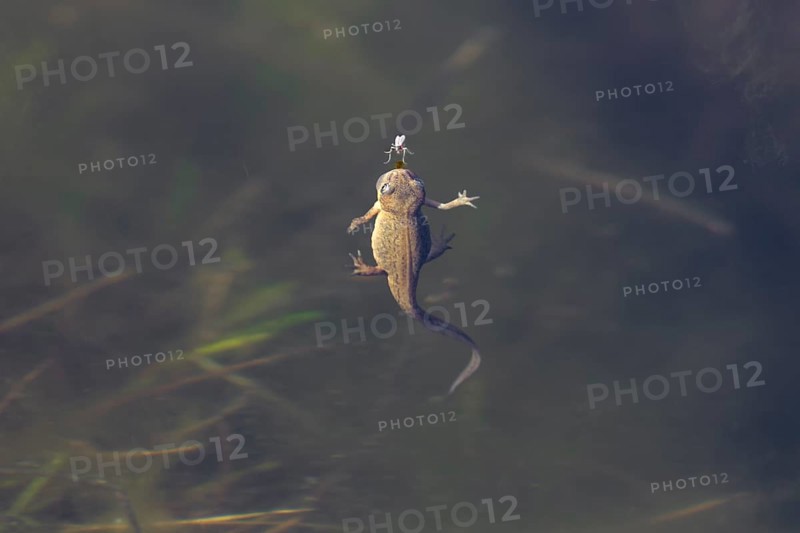 Only a few millimetres separate the female pond newt (Lissotriton vulgaris) from the fly floating on the surface of the water, breathing, Denmark