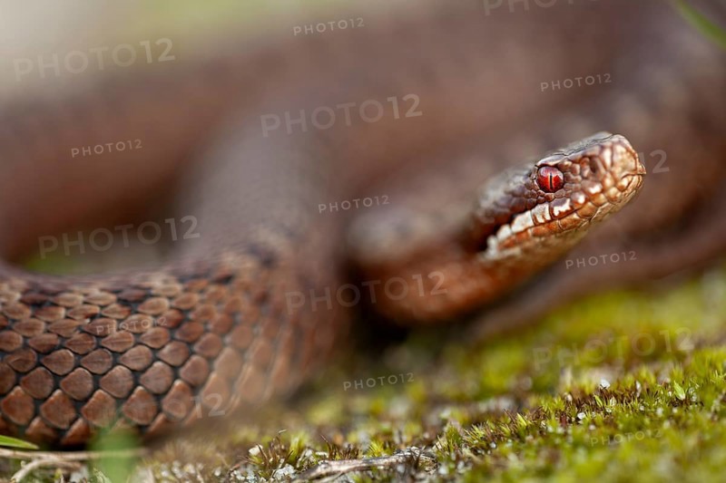 Adders (Vipera berus) feed on small mammals, small birds, amphibians and other reptiles, such as lizards, Denmark
