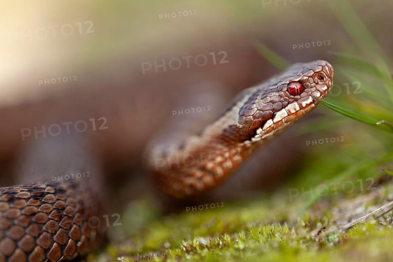 Adder (Vipera berus) Portrait of a copper-red morph, colour variant, Denmark