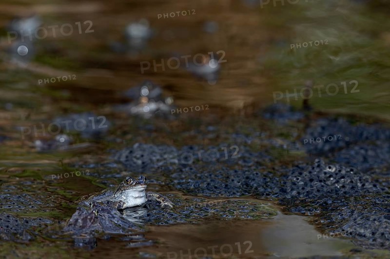 Grass frogs (Rana temporaria) during the spawning season in a small pond in the forest, spawning balls, spawning clumps, Denmark