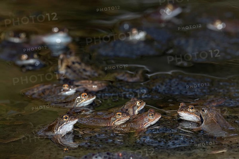 The eggs of the Common Frog (Rana temporaria) float in large spawning clumps just below the surface of the water, spawning clumps, spawning season, Denmark
