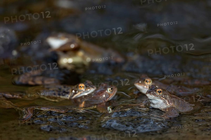 Grass frogs (Rana temporaria) congregate at the same spawning waters every spring, spawning clumps, spawning season, Denmark