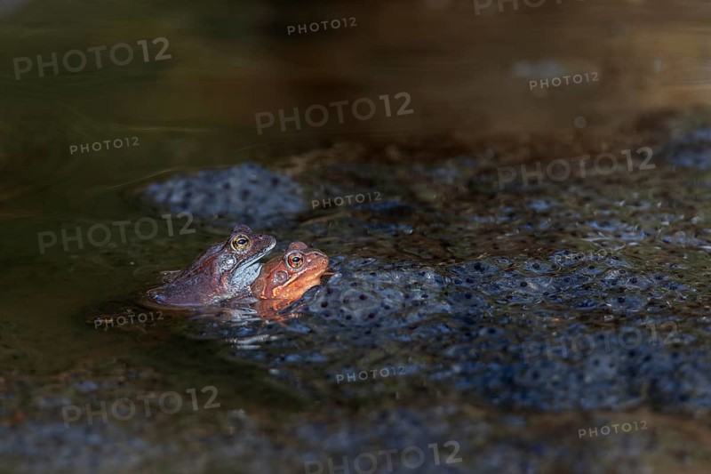 A pair of grass frogs (Rana temporaria) between spawning balls, spawning clumps, spawning season, Denmark