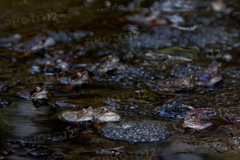 The colouring of grass frogs (Rana temporaria) is very variable, the colour spectrum ranges from brown, orange, reddish to blue tones, while greenish specimens are rare, spawning balls, spawning clumps, spawning time, Denmark
