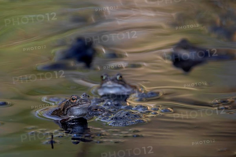 In a few days all the female grass frogs (Rana temporaria) will have spawned and left the pond, spawning balls, spawning clumps, spawning time, Denmark