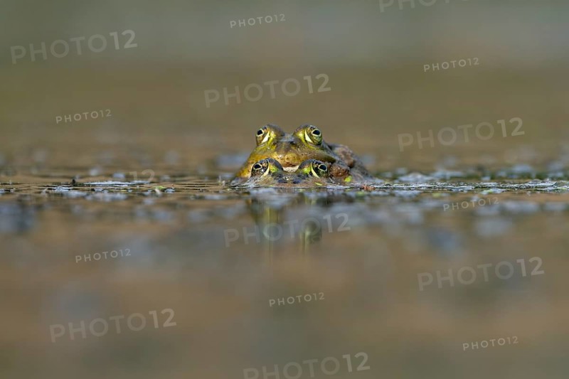 Water frogs (Pelophylax cl. esculentus) during mating, spawning season, Germany