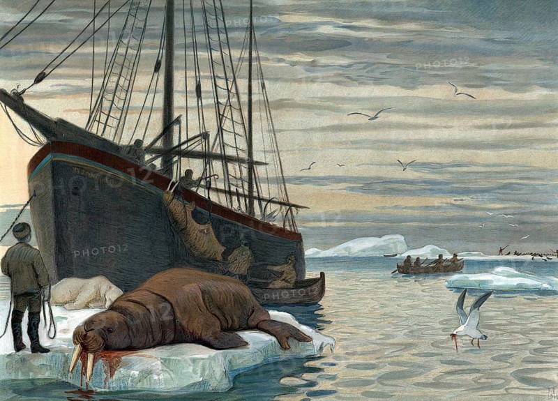 Hunting for walrus near Novaya Zemlya, a Russian twin island located west of the inner Eurasian border in the Arctic Ocean and counted as part of Europe, Russia, authentic reproduction of a school mural, historical, around 1900