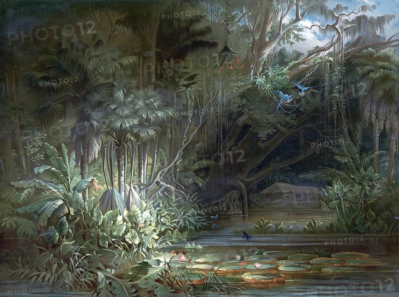 Tropical rainforest in the Amazon region, Brazil, authentic reproduction of a school mural, historic, around 1900