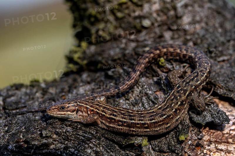 Relaxed, the forest lizard (Zootoca vivipara) takes a sunbath, but keeps an eye on me, Denmark
