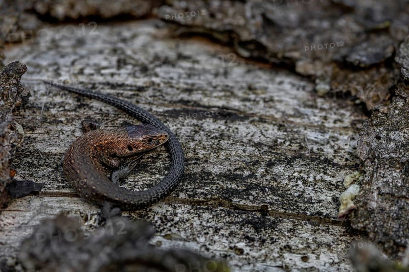 Young forest lizards (Zootoca vivipara) are strikingly copper-coloured, a good identification feature, sunbathing, Denmark