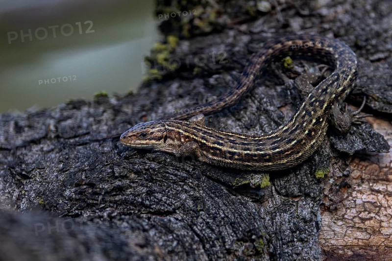 A cloud has moved in front of the sun, the common lizard (Zootoca vivipara) waits patiently for its return, Denmark