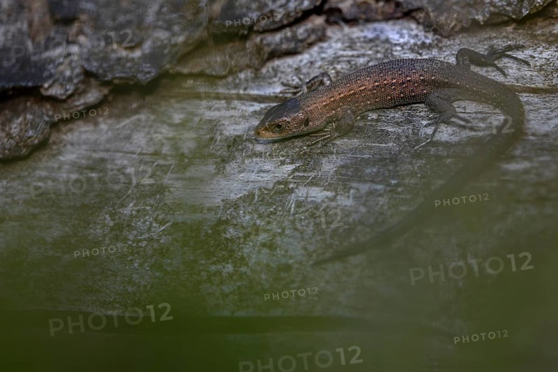 Hidden among the heather, the young common lizard (Zootoca vivipara) sunbathes on a tree trunk, Denmark