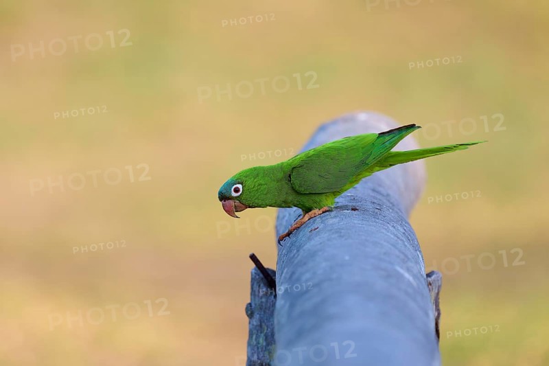 Green parrot sitting attentively on a railing in a quiet environment, Blue-headed Parakeets or Sharp-tailed Parakeets (Psittacara acuticaudatus), Pantanal, UNESCO Biosphere Reserve, World Heritage Site, Mato Grosso, Brazil